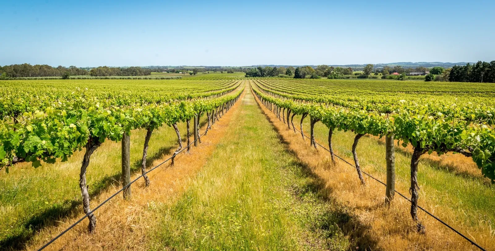 Straight vine rows running to the horizon under a clear sky