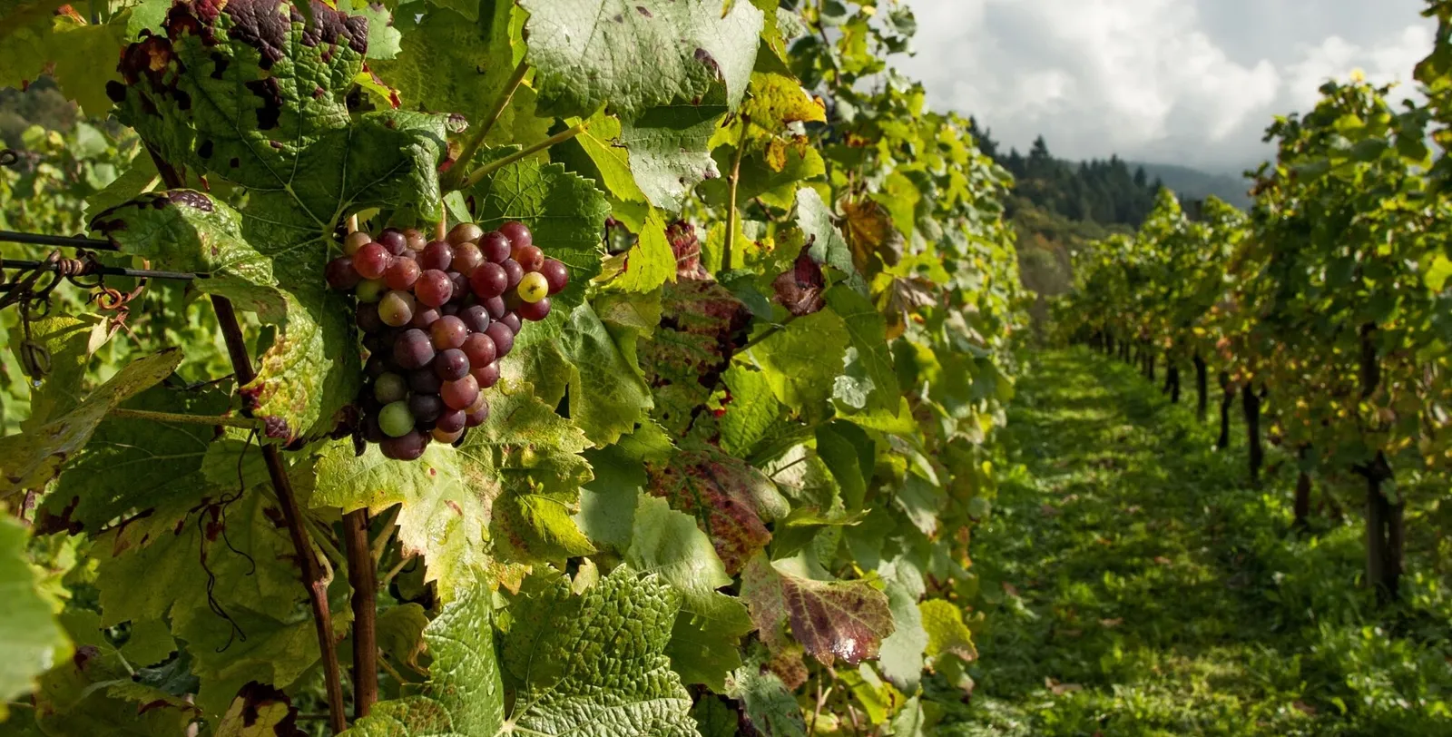 Bunches of ripe red grapes hanging in a green vine row