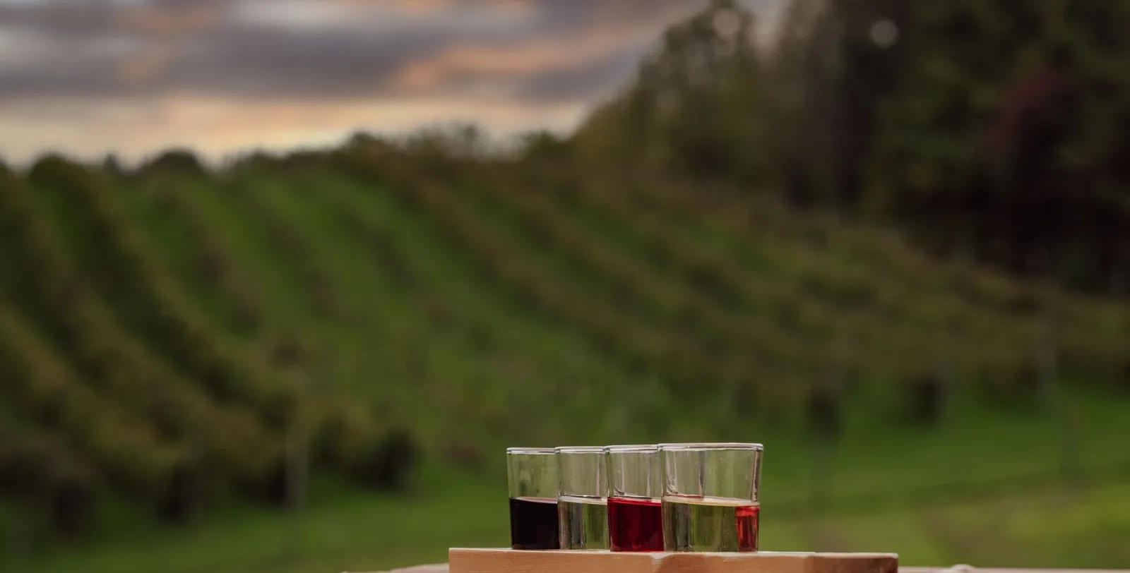 A tasting flight of four wines on a wooden board above a vineyard