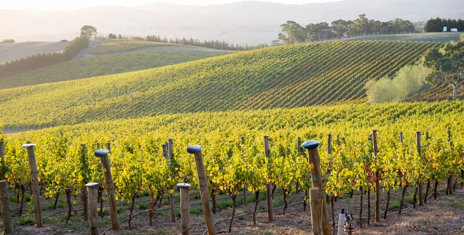 Rolling vineyard slopes with trellis posts in soft afternoon light