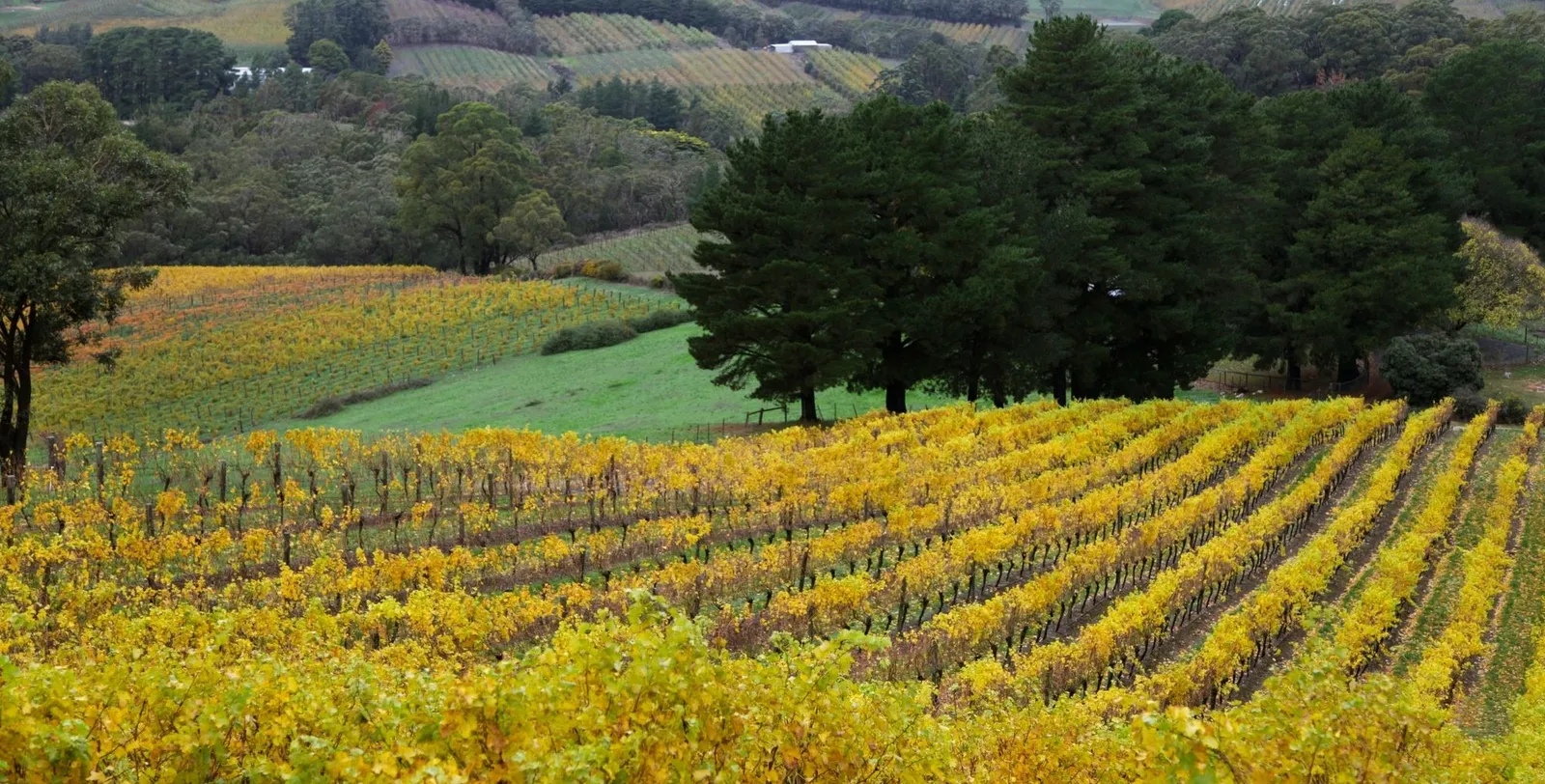 Rows of yellow autumn vines below a stand of dark pines