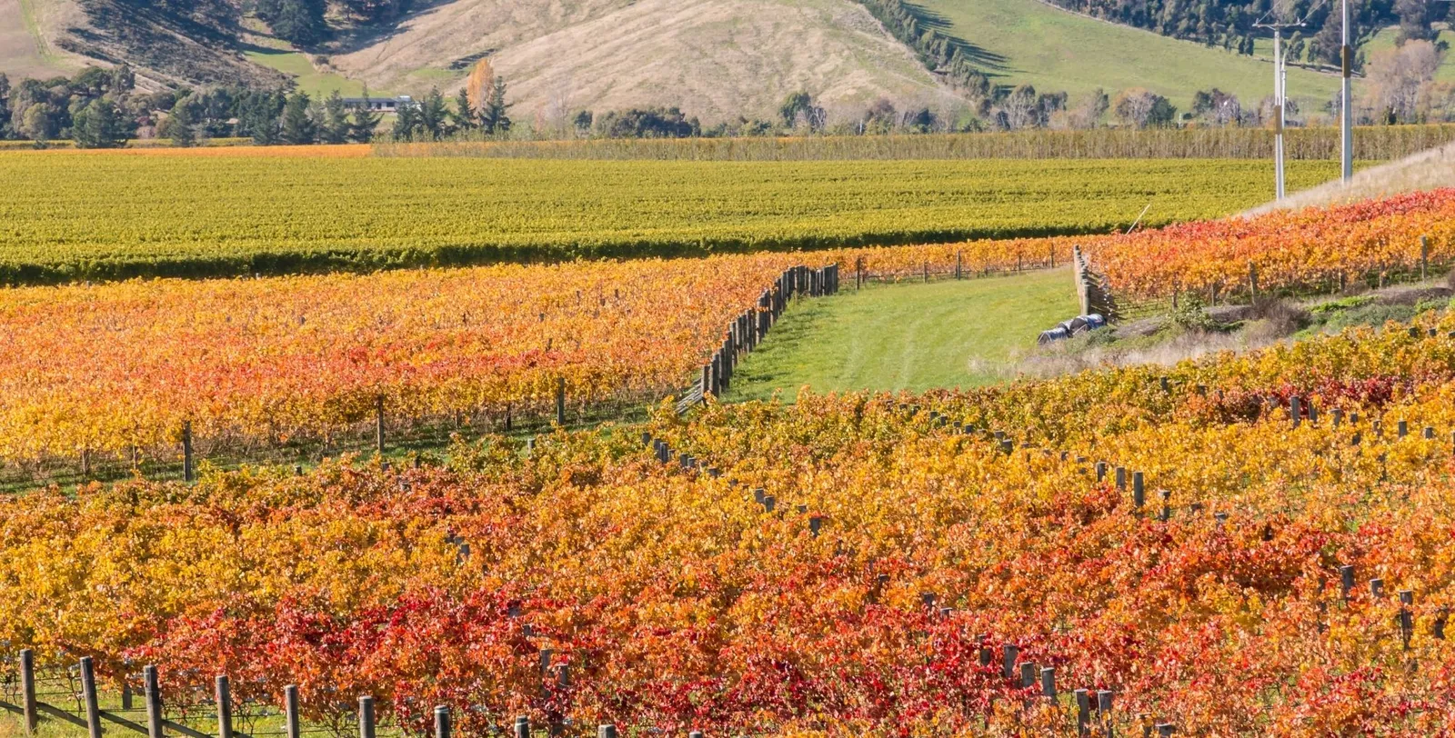 Red, orange and yellow autumn vines across a valley floor