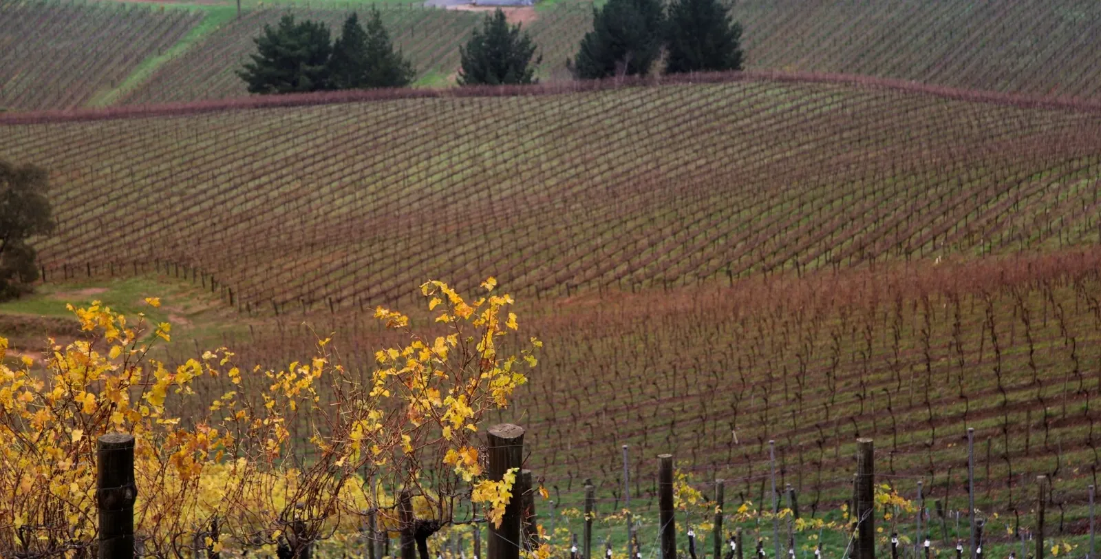 Bare late-autumn vines on a slope with pines along the ridge