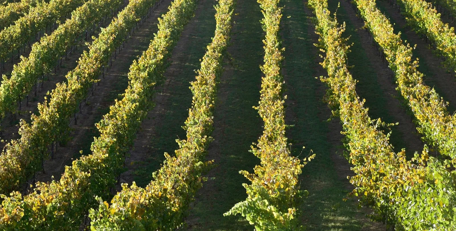 Long trellised rows of green vines running down a hillside