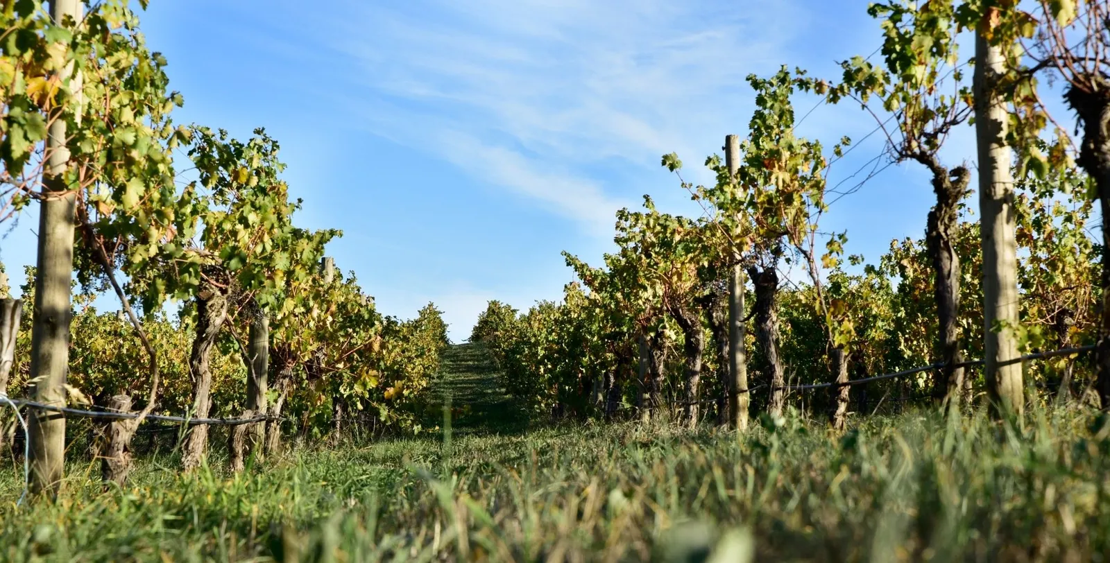 Looking along a vine row toward a bright blue sky