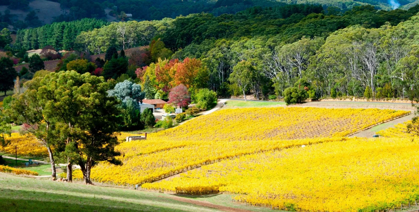 Golden autumn vineyard below a eucalypt forest on a hillside