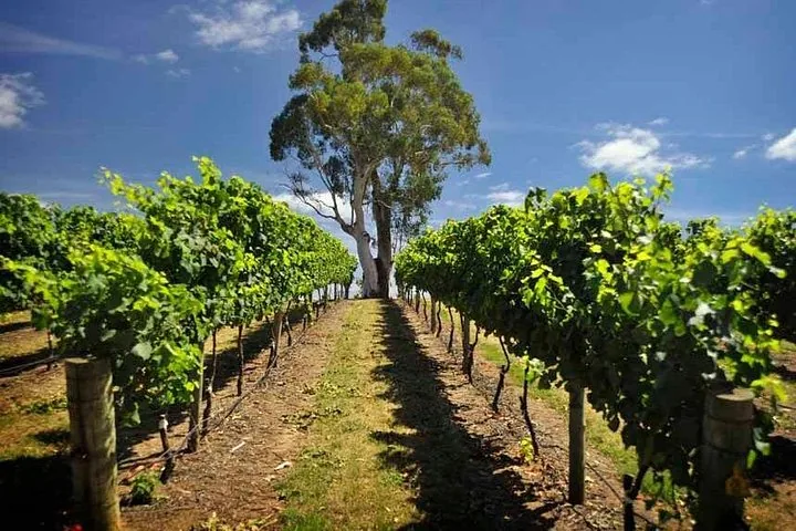 Vine rows under a tall gum tree on a clear day in the Adelaide Hills