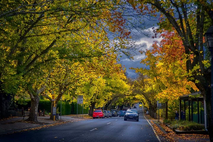 An avenue of autumn trees in an Adelaide Hills village