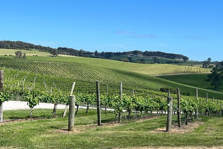 Trellised vineyard slopes rolling towards a line of trees