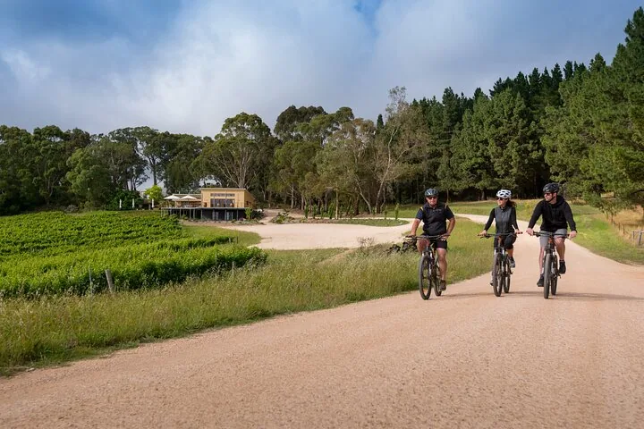 E-bike riders on a gravel road between vines and pine trees