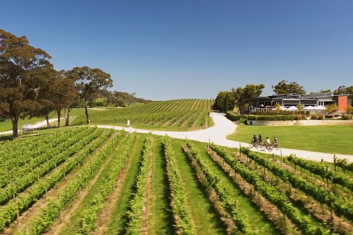 Vineyard rows running towards a winery with a gravel bike track