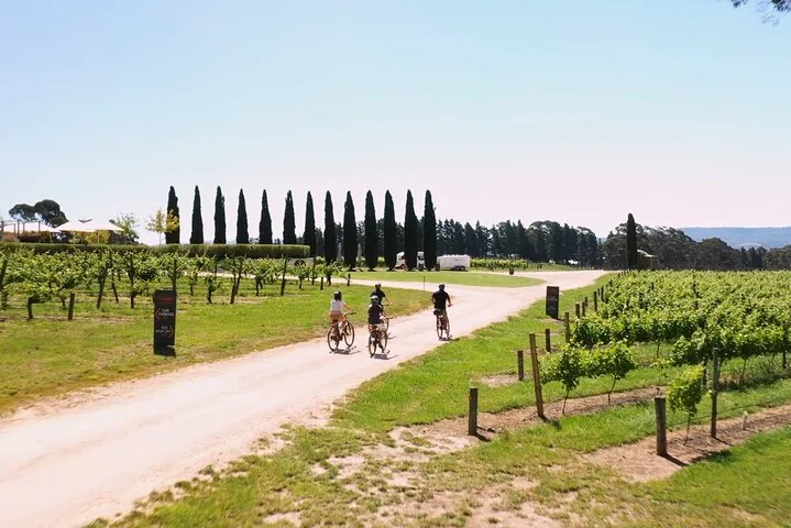 Riders on a path through vines with a row of cypress trees
