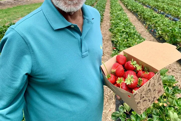 A box of freshly picked strawberries in a strawberry field