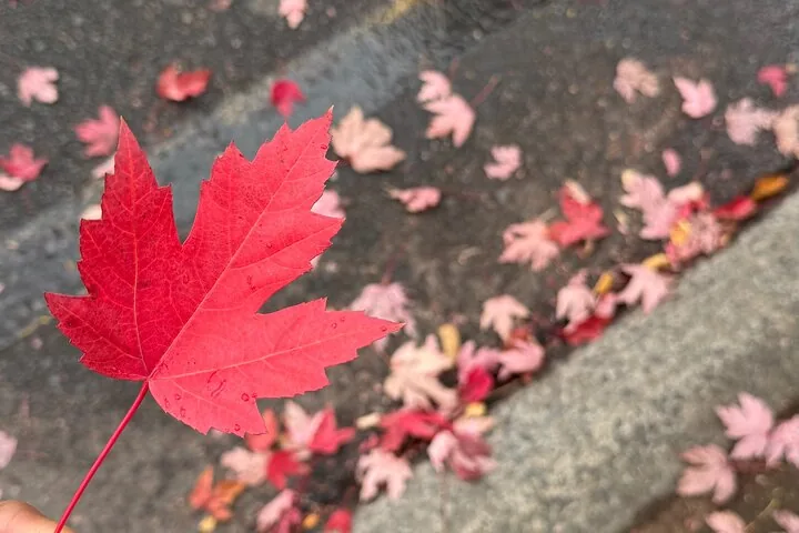 A red autumn maple leaf on the footpath